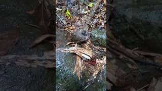 Download lagu Indukan burung koak kaok sama anakkannya... mp3