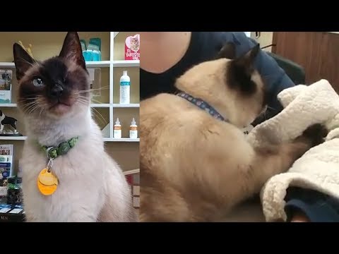 The one-eyed stunning Siamese kitty who was attacked by a fierce dog