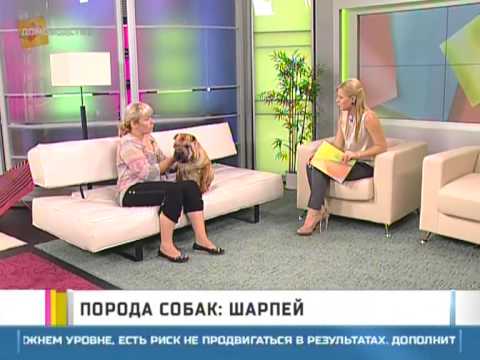 Cachorrinho Shar Pei