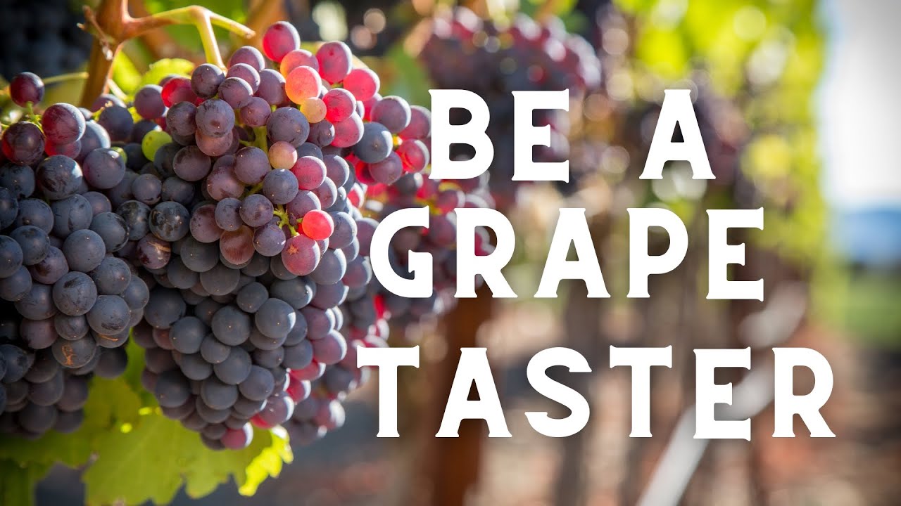 Be a Grape Taster