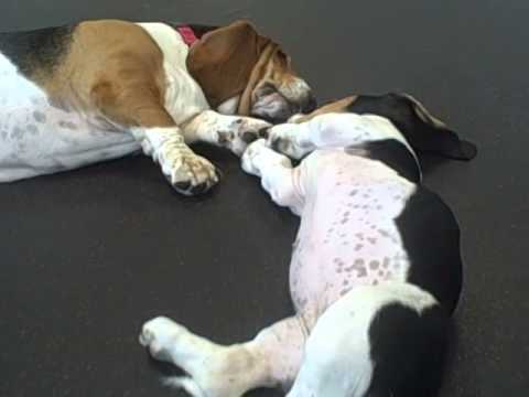 The Bassets Meet Chloe B, Lucy S and Maia