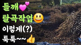 들깨 탈곡작업???? 파렛트를 비스듬히 세우고 툭툭~~???? 