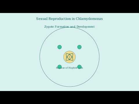 Chlamydomonas – Life Cycle, Habitat, Structure, Examples - Video