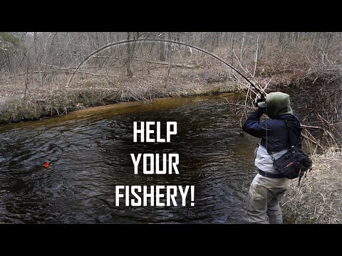 Michigan Steelhead Fisherman, WATCH THIS VIDEO! (Bobber Downs)