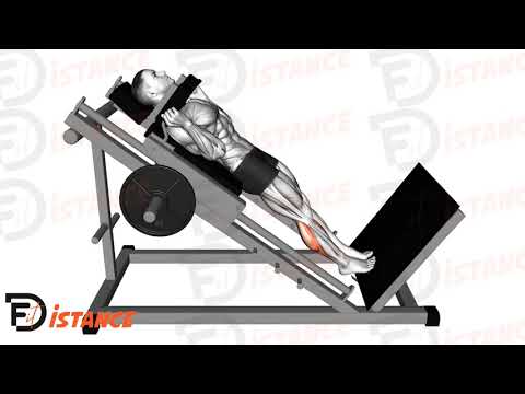 Exercice Élévation des mollets au hack squat