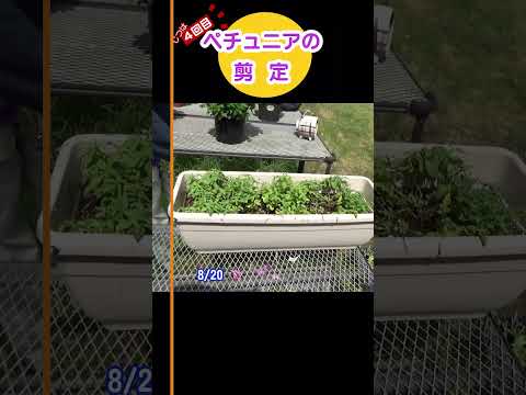  10月末までペチュニアの開花を促進して鑑賞するにはどうすればよいですか？  庭園