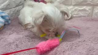 マルチーズの動画01