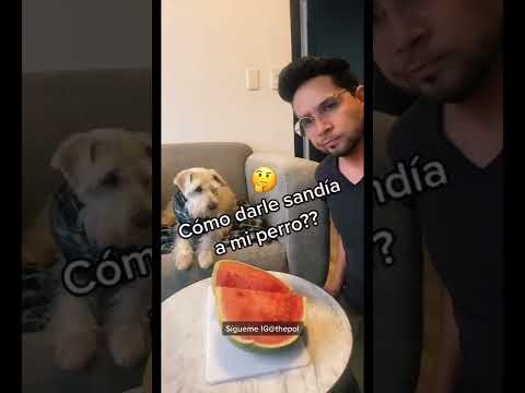 Le puedo dar SANDÍA 🍉 a mi perro?