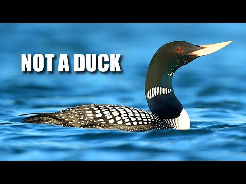 Loon Facts: the DIVER BIRD | Animal Fact Files