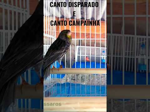 Canário Belga Canto Disparado e Campainha 🔥🛎️