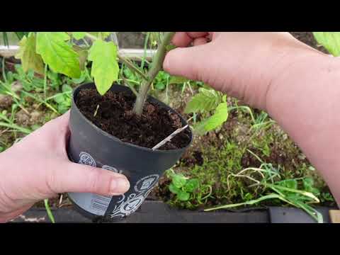 Planting tomater i drivhuset Del 1