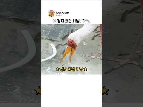 이 새가 1시간 넘게 움직이지 않은 이유