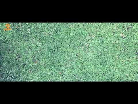 Lạc bước - Nam Cường