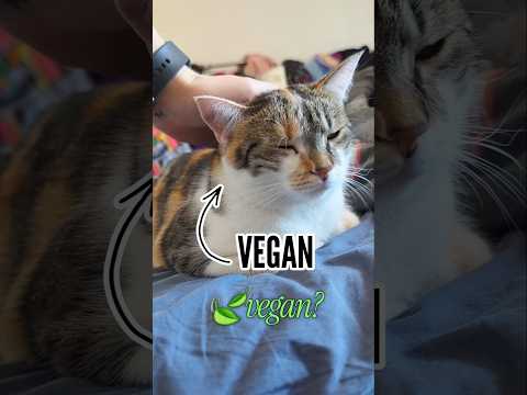 KOČKA VEGAN?😳🥗