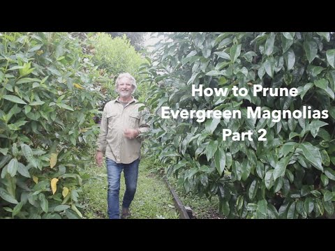 How to Prune Evergreen Magnolias - Part 2