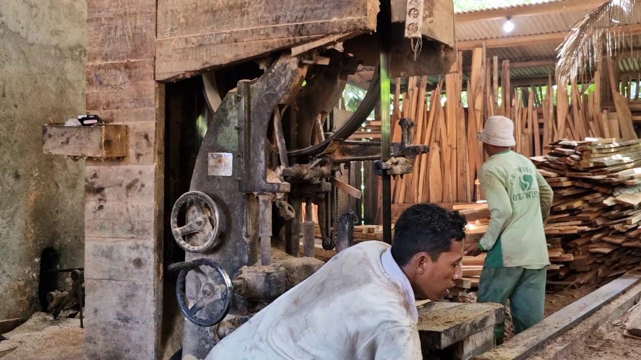 Hard Trembesi Logs Meet an Advanced Hydraulic Sawmill!