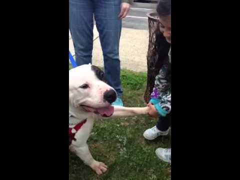 Max, an adopted American Bulldog & Pit Bull Terrier Mix in Bayside, NY_image-1