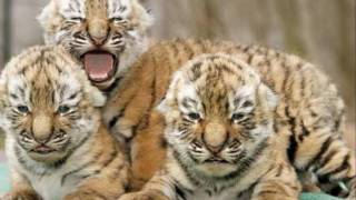 Please Don't Let Me Go - Ryan Adams