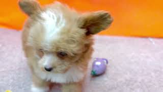 ハーフ犬の動画01