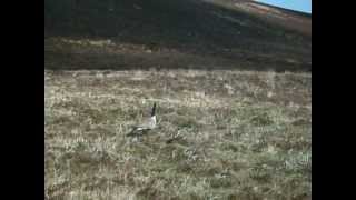 preview picture of video 'Canada Goose Glen Quaich Highland Perthshire Scotland'