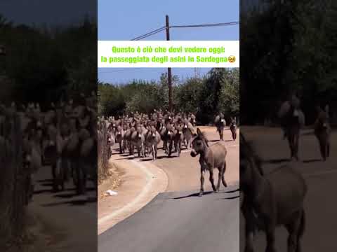 Asini in Sardegna #shorts #sardegna #asino #animale #italia