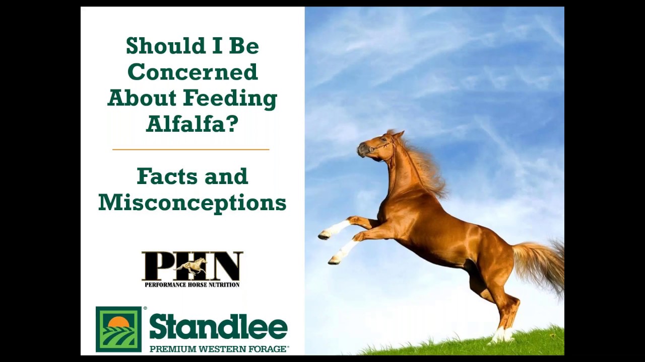 Should I Be Concerned About Feeding Alfalfa - Facts & Misconceptions