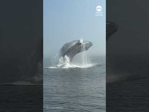 Epic whale breach in Quebec