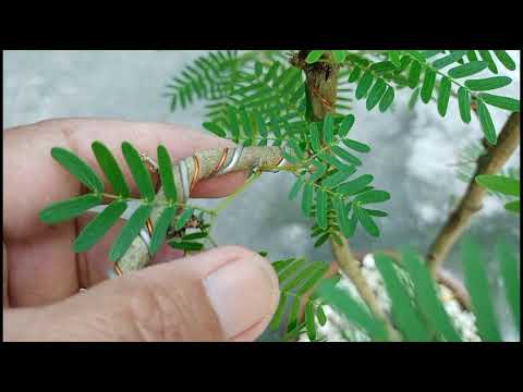 powder puff bonsai | Ponkx Kalbx