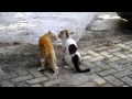 Download Lagu Cat fighting for territories and triggerred car alarm! FUNNY VIDEO Mp3 Free