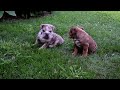 Mixed Breed dogs for sale: Maxie - Video 1
