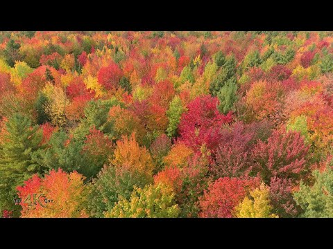 Two hour aerial flight over Canada's beautiful autumn forests in 4K