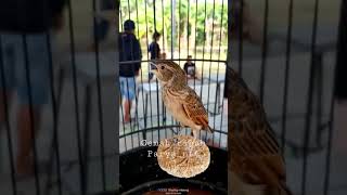 Download lagu parva ntt #GemahRiah mp3 Download lagu parva ntt #GemahRiah mp3