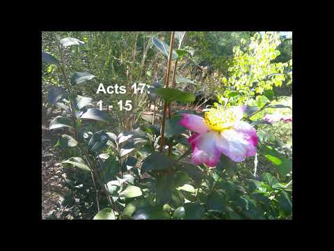 Acts 17: 1 - 15