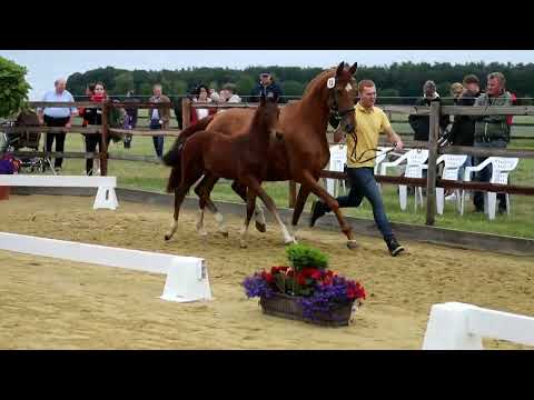 15. Hengst, geb. 01.04.2022 – V: Segantini M: Curator – Dacaprio