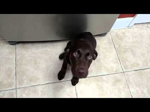 Indy — Puppy training Deltona