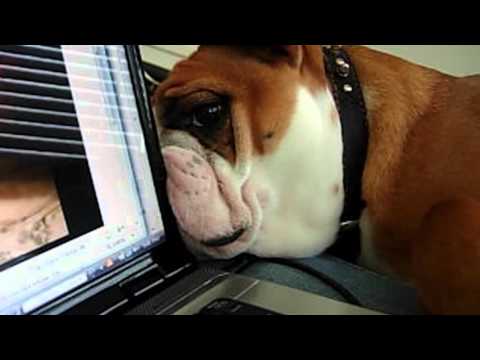 Bulldog Looks Behind Latop for Other Dog