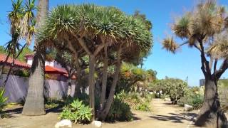 Walk Through an Old Beverly Hills Drought Garden