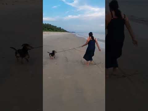 vellam nammakk ishttallaaa... kadal nammakk pediyaaa... #dachshund #puppy #dog #shorts #petslover