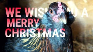 We Wish You a Merry Christmas | with Chickens