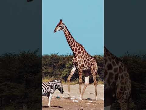 Zebra and Giraffe #wildlife #africa #intothewild