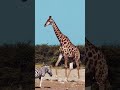 Zebra And Giraffe Wildlife Africa Intothewild