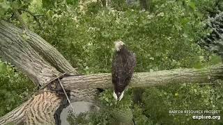 Decorah Eagles Cam   watch live footage of Bald Eagles   Explore org   Google Chrome 8 12 2019 11 30