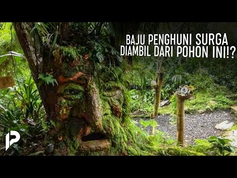 The Clothes of the People of HEAVEN Apparently Come From This Tree..