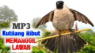 Download lagu Kutilang Gacor Memanggil Temannya Agar Bunyi - Ful Garuda mp3