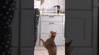 The HUNGER FAIRY is always lurking 🧚😹 #SHORTS