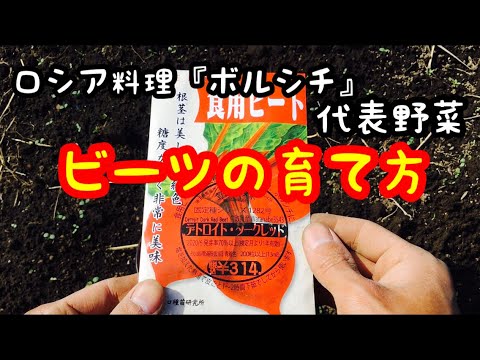 ビーツ、ビーツ 植物