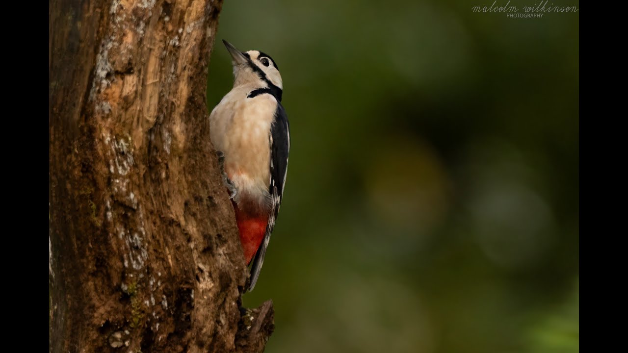 Birding in Autumn Lochside and hide plus otter shows