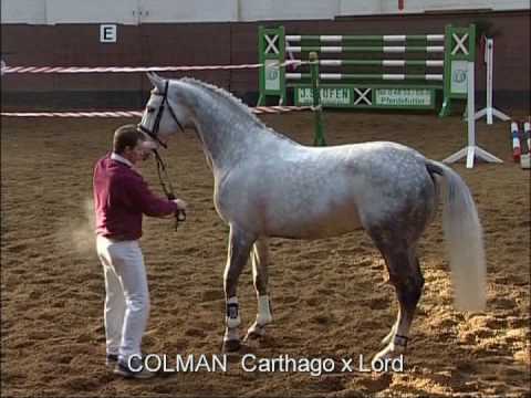 COLMAN Carthago - Lord