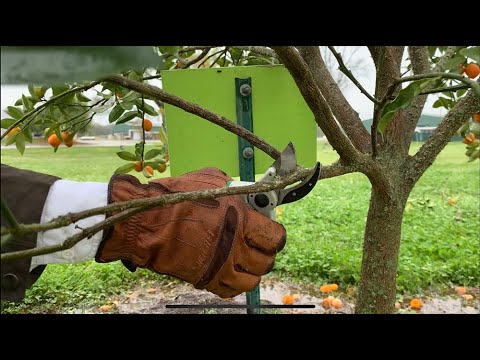 How To Prune Citrus Trees