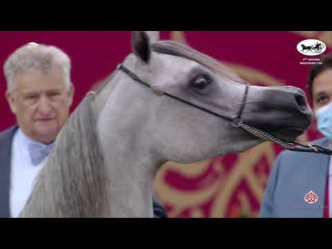 N 46 WOJOD AL SHAQAB   1st Qatar Arabian Breeders Cup